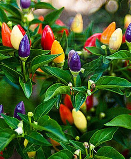 Семена от Лют пипер “Боливийска дъга” (Capsicum frutescens - “Bolivian Rainbow”) 10бр