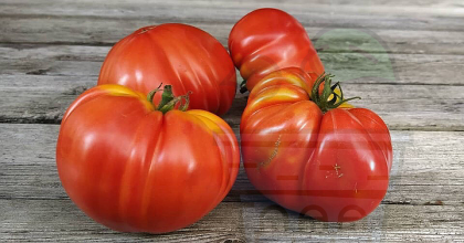 Tomato Gigante Pomodoro XXL 5σπόρους