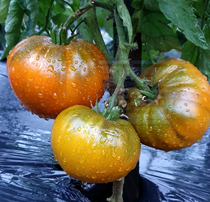 Tomato "Brown Derby" 15seeds