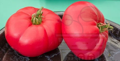 Гигантот од домати „Кралот Бегемот“ 15семиња