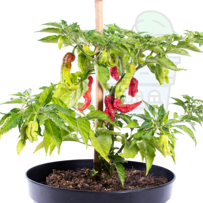 HOT PEPPER "Leviathan Scorpion" / Leviathan Gnarly Scorpion - 10seeds