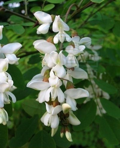 ROBINIA pseudoacacia ± 300 seeds - 5g- White Acacia