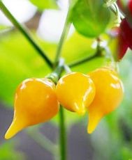 Yellow biquinho chile/ Sweety Drops (Capsicum chinense) 15 seeds