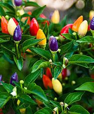 Лют пипер “Боливийска дъга” (Capsicum frutescens - “Bolivian Rainbow”) 10бр семена