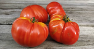 Tomato Gigante Pomodoro XXL 5σπόρους