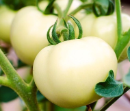 Tomato "White Buffalo Heart" 15seeds