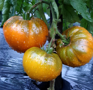 Tomato "Brown Derby" 15seeds