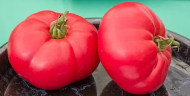Гигантот од домати „Кралот Бегемот“ 15семиња