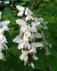 ROBINIA pseudoacacia ± 300 seeds - 5g- White Acacia
