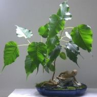 Sacred Ficus - Seminte - 2g