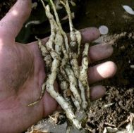 Stachys palustris 1g σπόρους