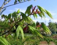 ACER palmatum - 25 семиња - јапонски јавор