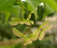ACER palmatum - 25 de semințe - arțar japonez
