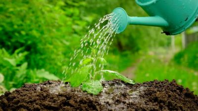 Как да поливате правилно вашето растение при отглеждане на закрито ?