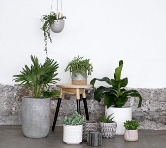 How to choose a suitable pot for each plant?