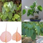Свещен Фикус (Ficus religiosa) - 2 гр. семена