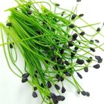 Чеснов Лук (Allium tuberosum) - 1500 бр (±) / 5 гр семена 