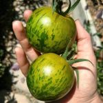 Green Zebra - tomato - 25 seeds