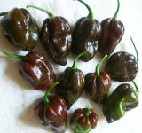 Хабанеро Шоколад (Habanero Chocolate) - 10 бр. семена