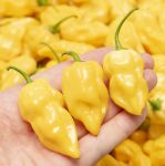 Хабанеро Лимон (Habanero Lemon) - 15 бр. семена