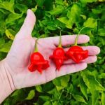 Aji Orchid - 15 seeds