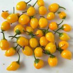 Aji Charapita Peach - 15 pcs. seeds