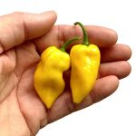 Хабанеро Лимон (Habanero Lemon) - 15 бр. семена