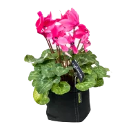 Gronest Pot 2л.