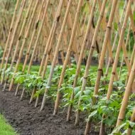 Бамбуково колче за растения и зеленчуци 183см ⌀ 12/14мм 1бр.