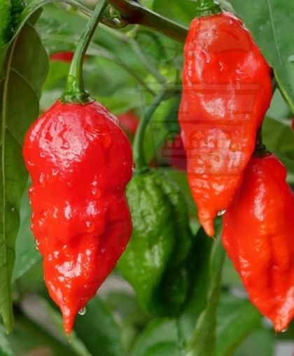 Лют “Призрачен” пипер - Ghost pepper (Capsicum chinense - “Bhut Jolokia”) 10бр семена