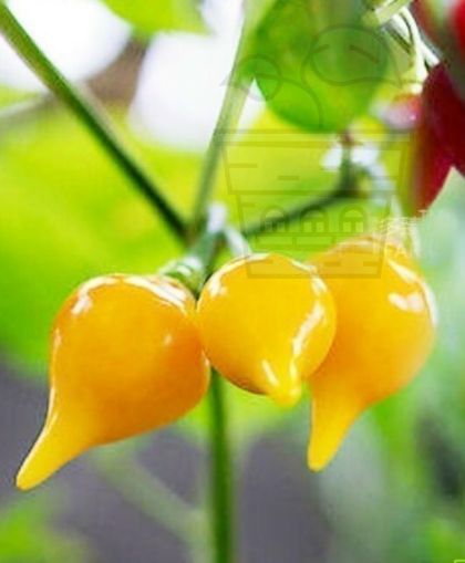 Yellow biquinho chile/ Sweety Drops (Capsicum chinense) 15 seeds
