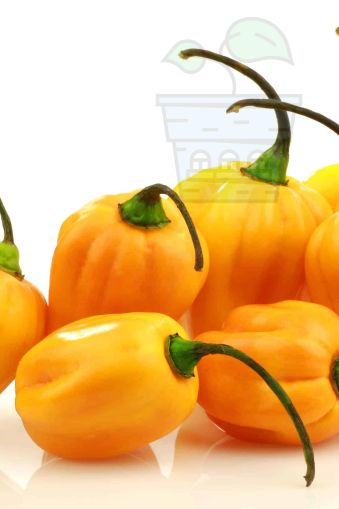 Hot pepper "Madame Jeanette" (Capsicum chinense) 15 seeds