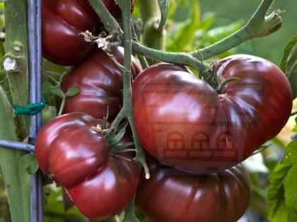 Розов домат - 15 семки - Урбан ботаник