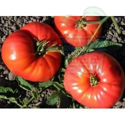 Ballerina - 15 bucăți semințe - Tomate