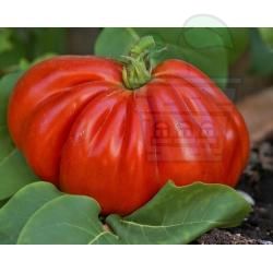 Heart of the Bull - 25 seeds - Tomato