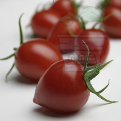 Gardenberry F1 - 10 σπόροι - Ντομάτα