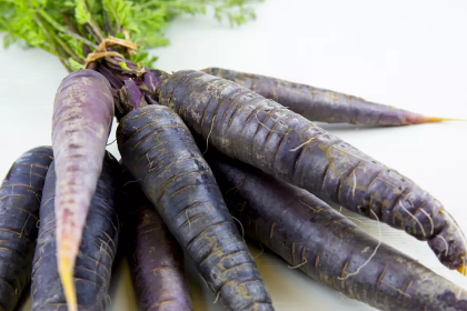 Семена от моркови сорт "Черна Небула" / "Дийп Пърпъл" (Scorzonera hispanica / Black Nebula / Deep Purple F1) 500 бр