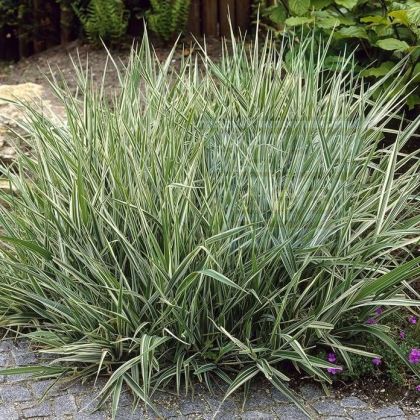 Branched reed for 1000 plants (Phalaris arundinacea) (5g)