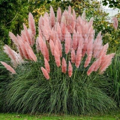 Cortaderia, Pampas pink grass (Cortaderia Selloana) - 2500 σπόροι (0,5σολ)