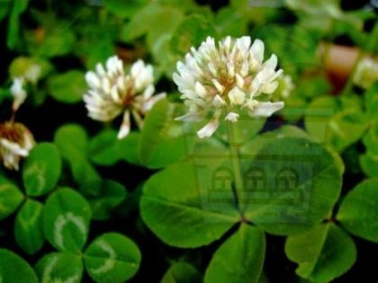 Бела - притаен детелина (Trifolium repens) 1980g + 100g за 75-100m²
