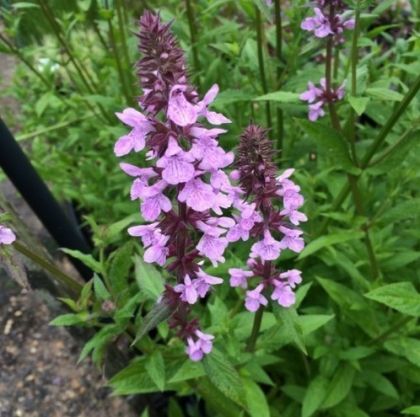 Семена от Блатен чистец (Althaea officinalis) - 1 гр.