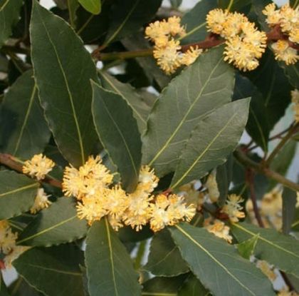 Bay leaf (Laurus nobilis) - 5seeds