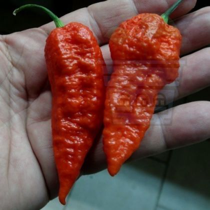 Семена от люти чушки сорт "Левиатан Скорпион" (Leviathan Gnarly Scorpion) 10 бр