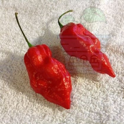 Семена от люти чушки сорт "Нага Морич" (Naga Morich) 15 бр