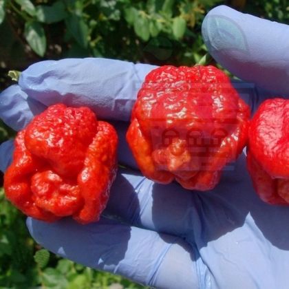 Семена от люти чушки сорт "Тринидад Скорпион Моруга Бленд" (Trinidad Scorpion Moruga Blend) 5 бр 