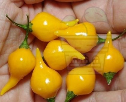 Yellow Beak Chili Pepper seeds (Capsicum Chinense) 15 pcs