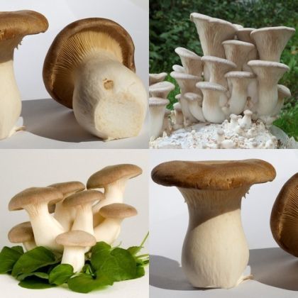 Есенен Пачи Крак, Ветрогонова гъба (Pleurotus eryngii) - 1 комплект 7.5 литра