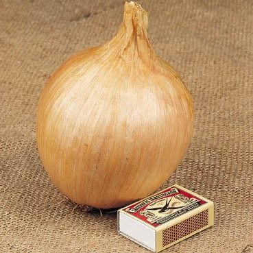 Семена на Кромид Лук сорт Аилса Крейг гигант (Allium cepa) - 200 бр. (1 гр.)