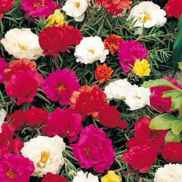 Семена на Калдъръмче (Portulaca grandiflora) двойноцветно микс - 10.000 бр. (1 гр.)