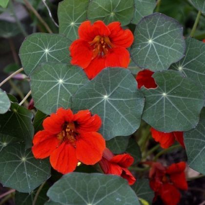 Семена на Латинка (Tropaeolum nanum) сорт "Императрицата на Индия" - 40 бр. (5 гр.)